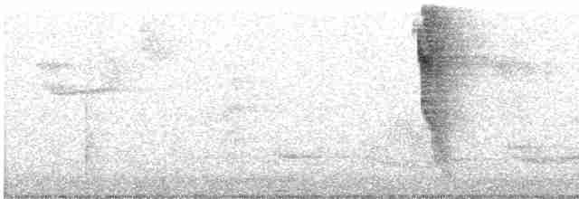 Ceara Gnateater - ML540939791
