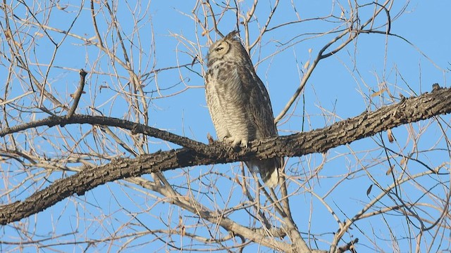Great Horned Owl - ML540939971
