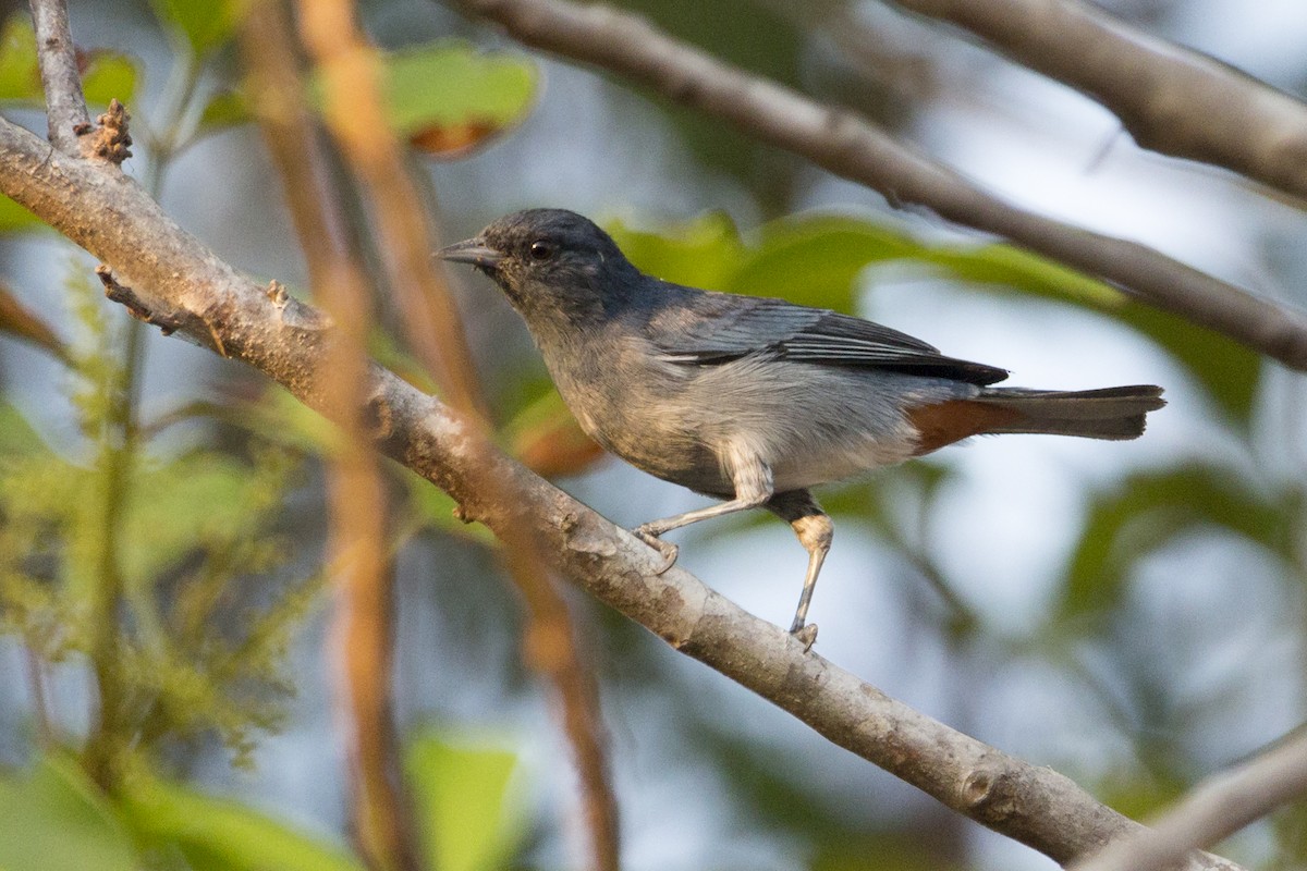 Chestnut-vented Conebill - Oswaldo Hernández Sánchez