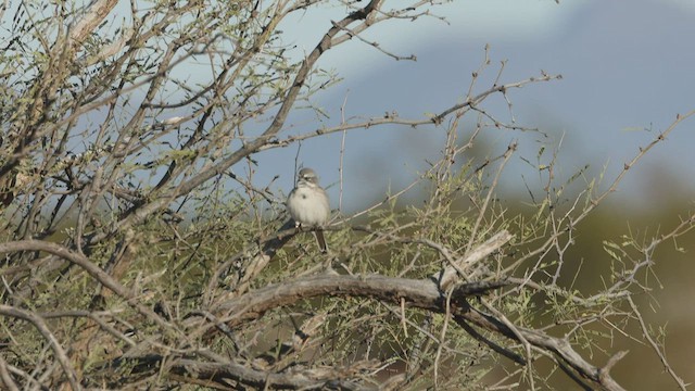 Sagebrush Sparrow - ML540948501