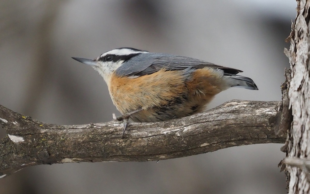 Red-breasted Nuthatch - ML540949621