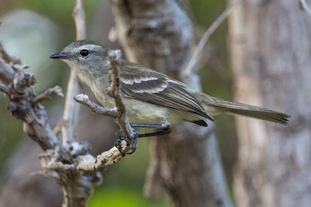 Northern Mouse-colored Tyrannulet - ML540952711