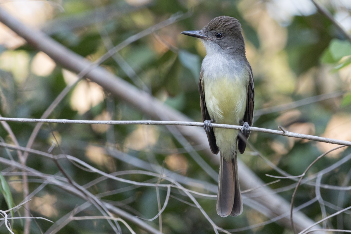 Brown-crested Flycatcher - Oswaldo Hernández Sánchez