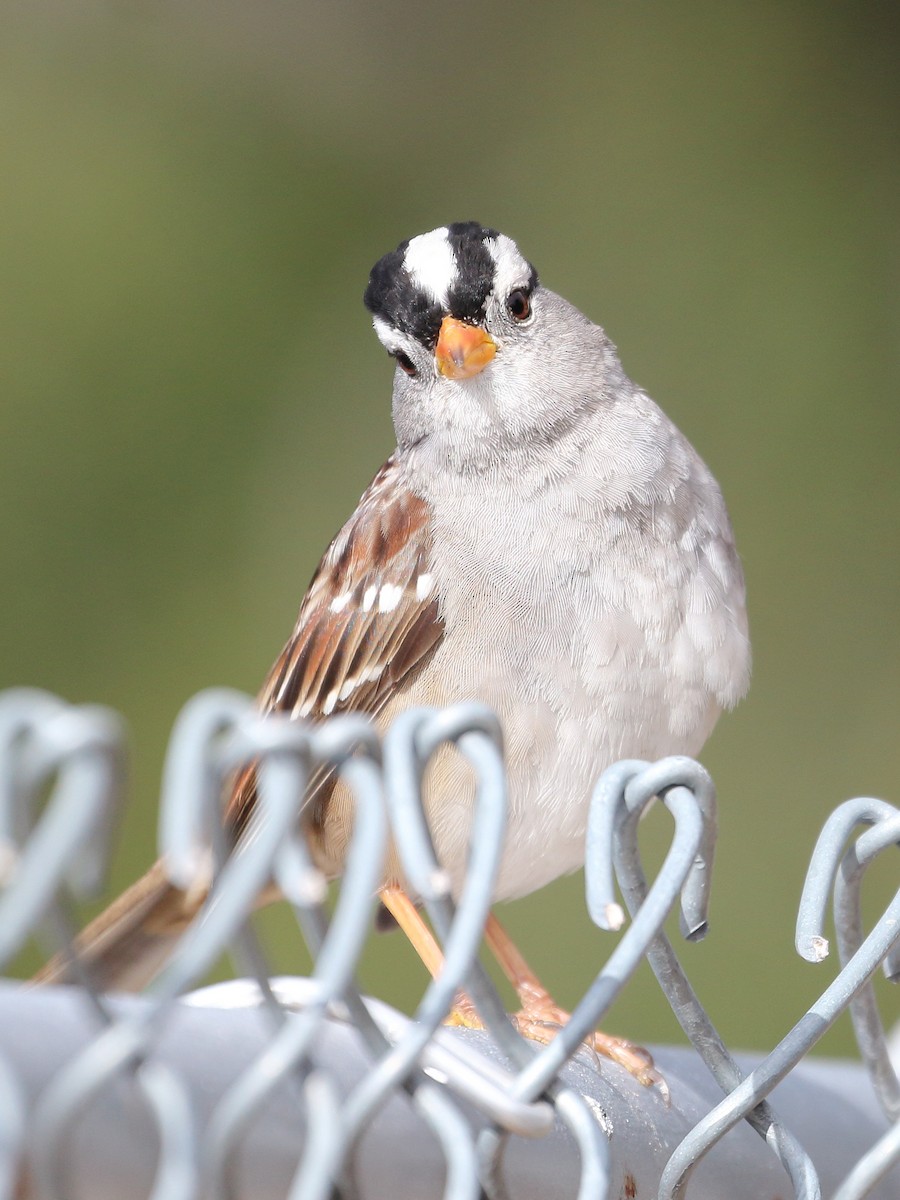 White-crowned Sparrow - ML540955881