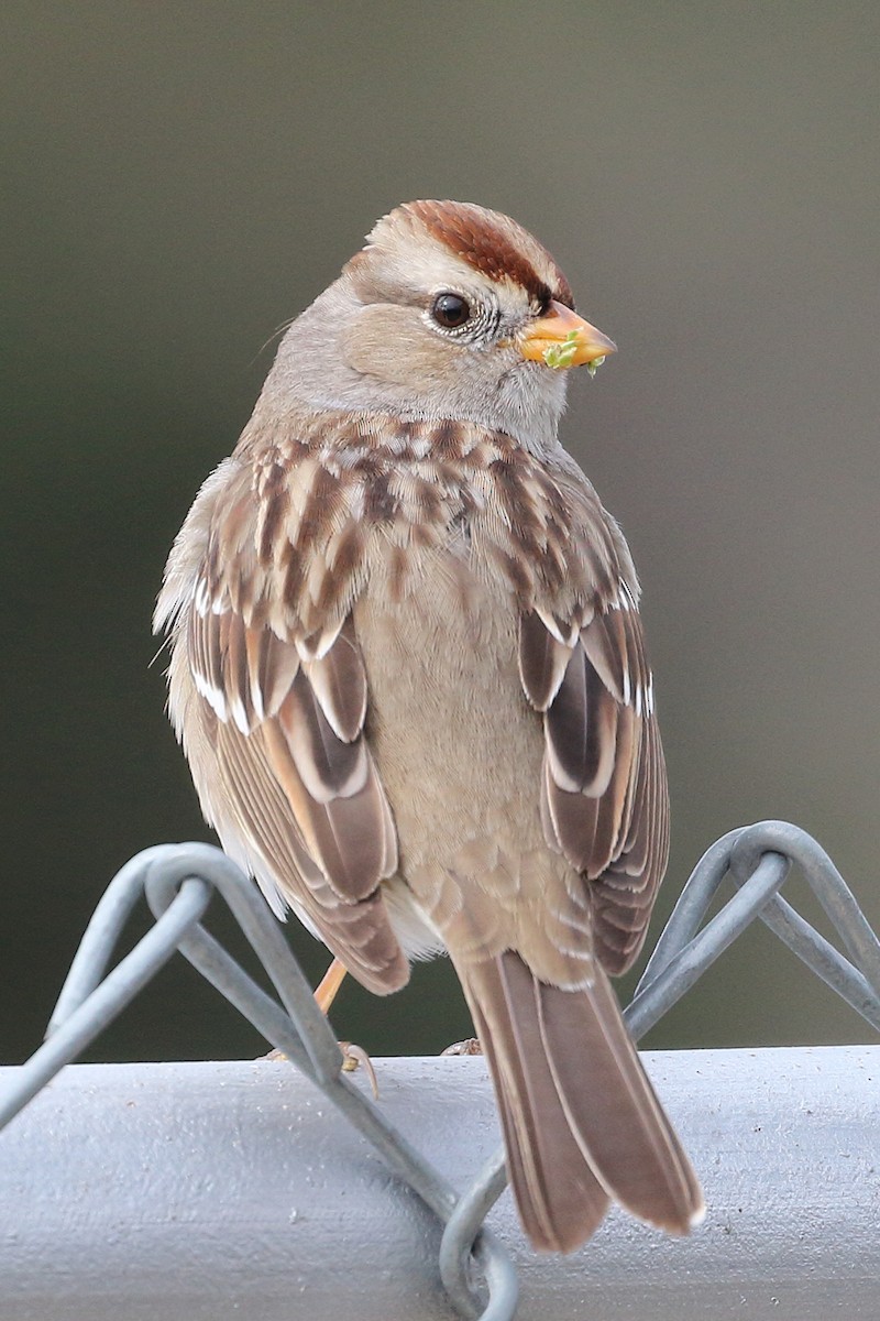 White-crowned Sparrow - ML540957801