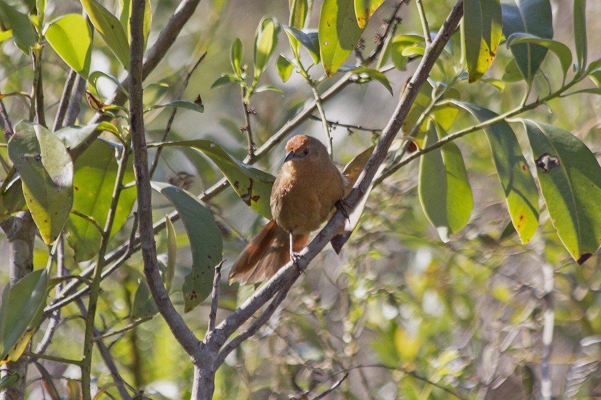 Orange-breasted Thornbird - Lorena Patrício