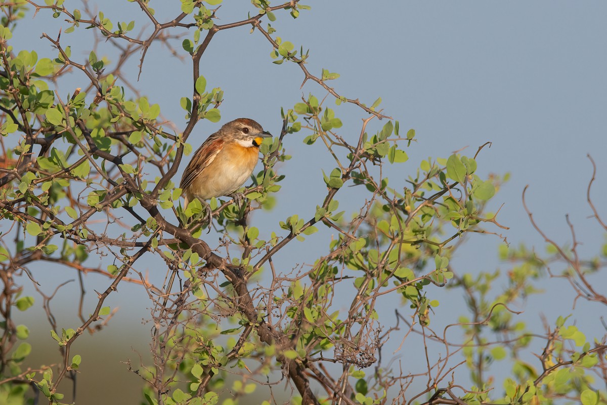 Chotoy Spinetail - ML540960861