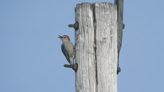 Red-bellied Woodpecker - ML540961361