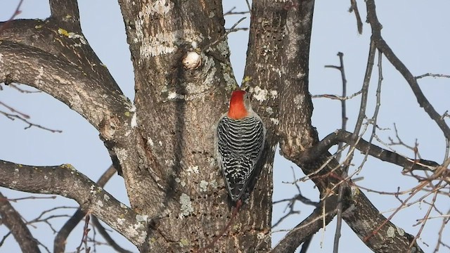 Red-bellied Woodpecker - ML540961671