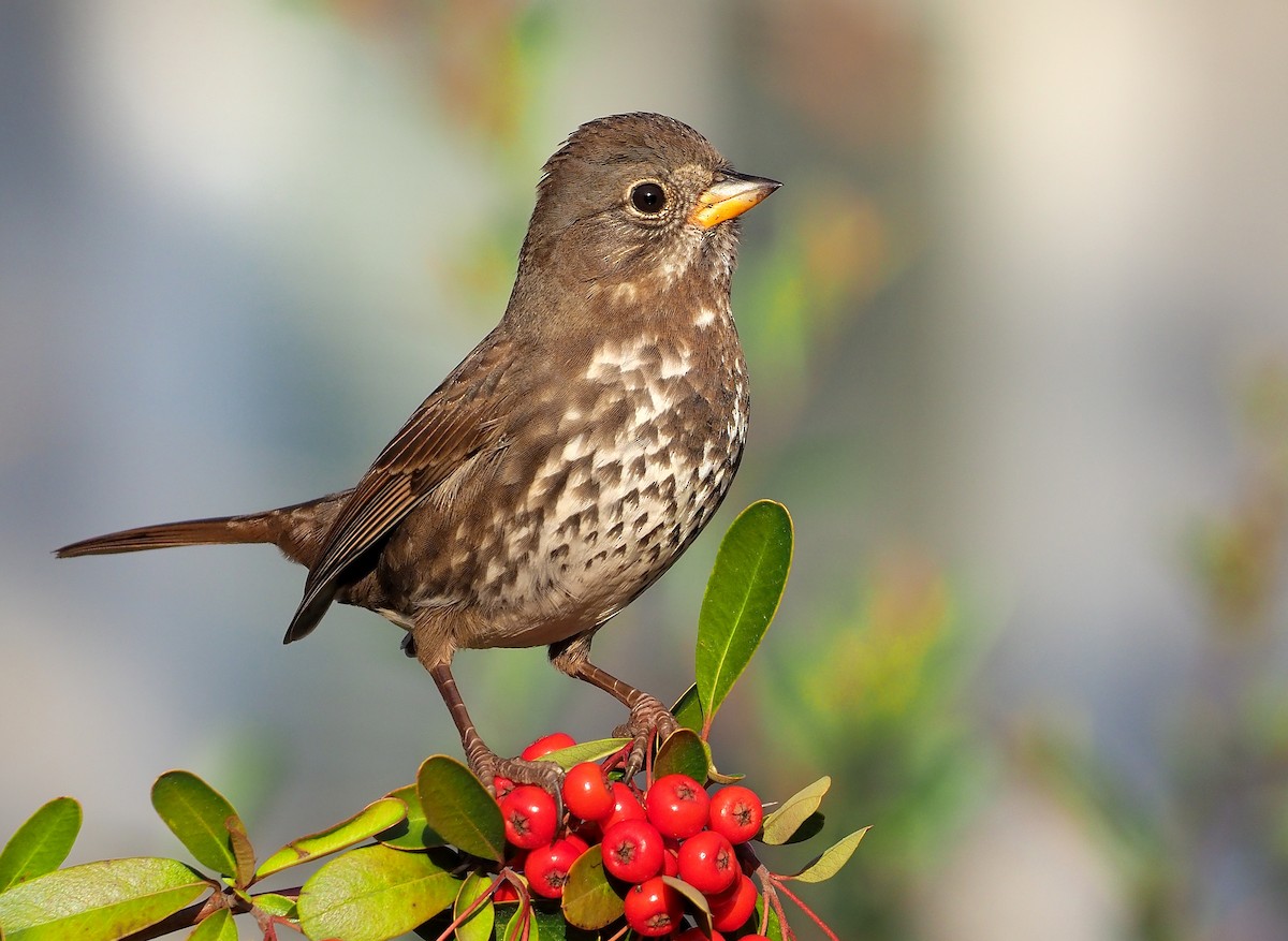 Fox Sparrow (Sooty) - ML540962571