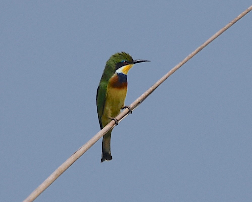 Blue-breasted Bee-eater - ML540963121