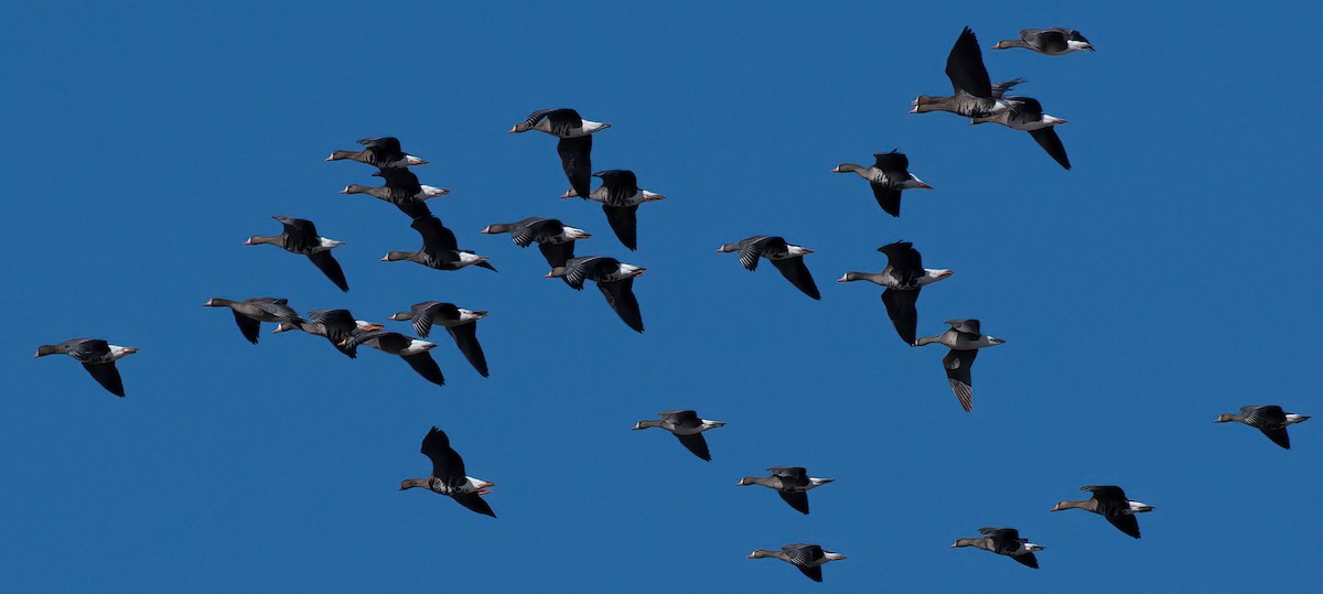 Greater White-fronted Goose - ML540967791
