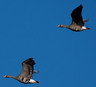 Greater White-fronted Goose, ML540967801