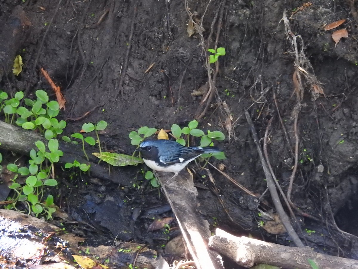 Black-throated Blue Warbler - ML54096821