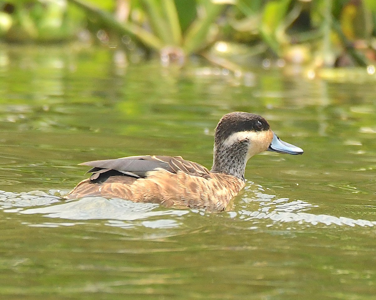 Blue-billed Teal - Ted Wolff