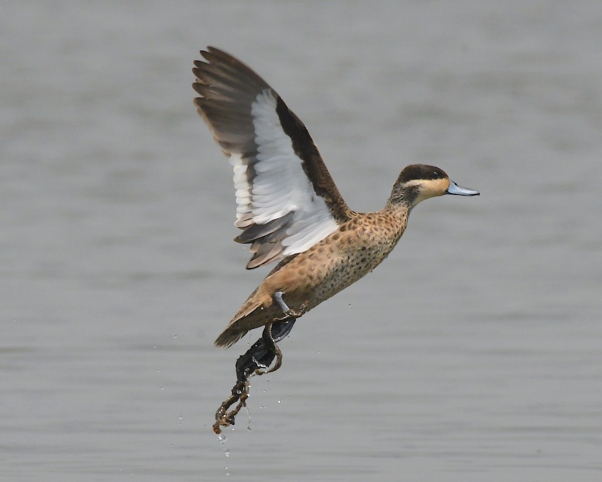 Blue-billed Teal - Ted Wolff