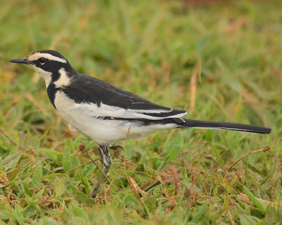 African Pied Wagtail - ML540972711