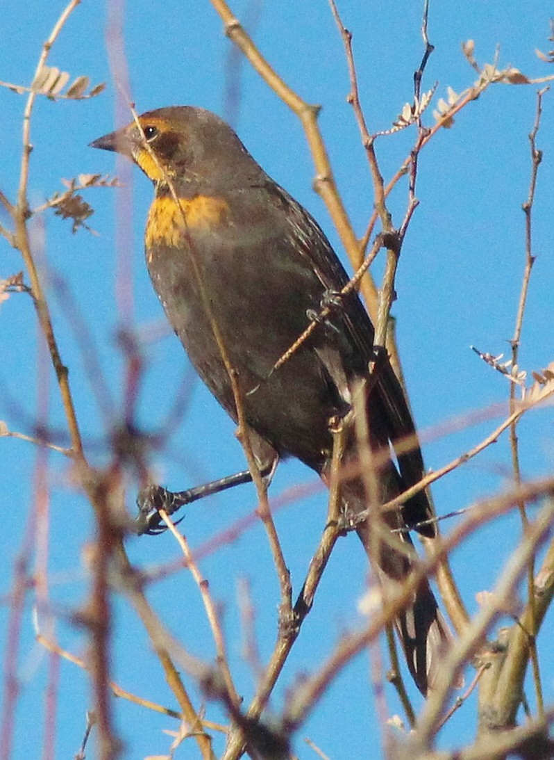 Yellow-headed Blackbird - ML540973681