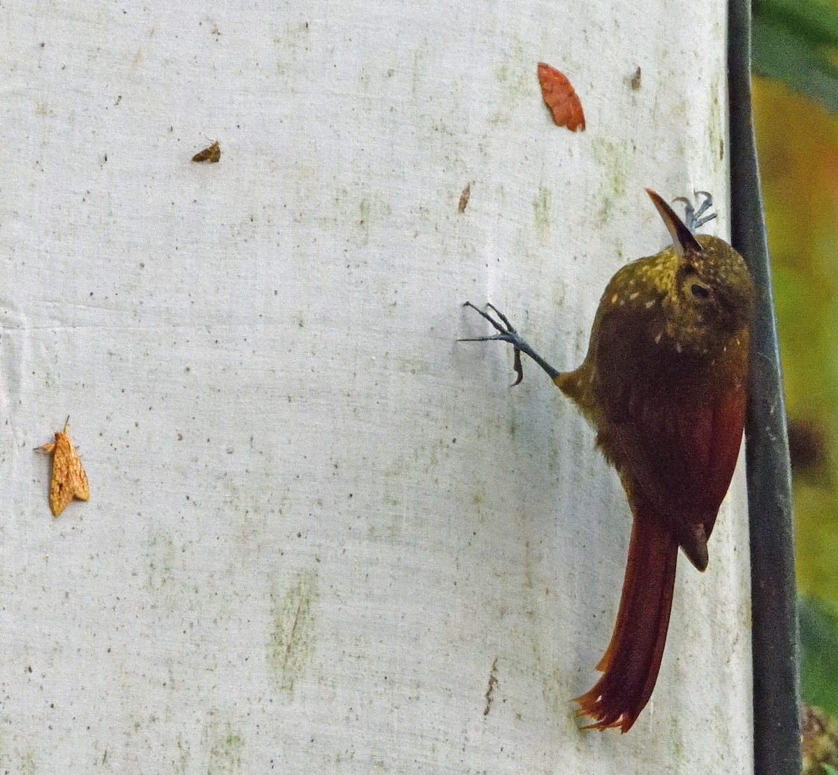 Spotted Woodcreeper - ML540977831