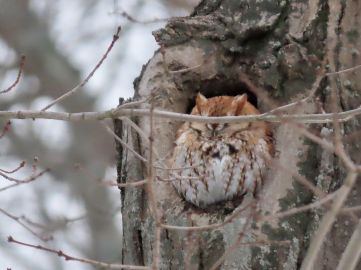 eBird Checklist 1 Mar 2023 Newburyport 1 species