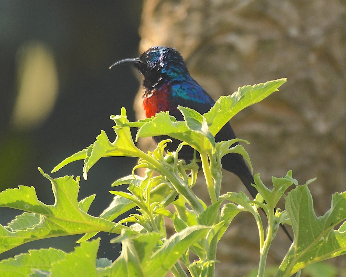 Red-chested Sunbird - ML540978711