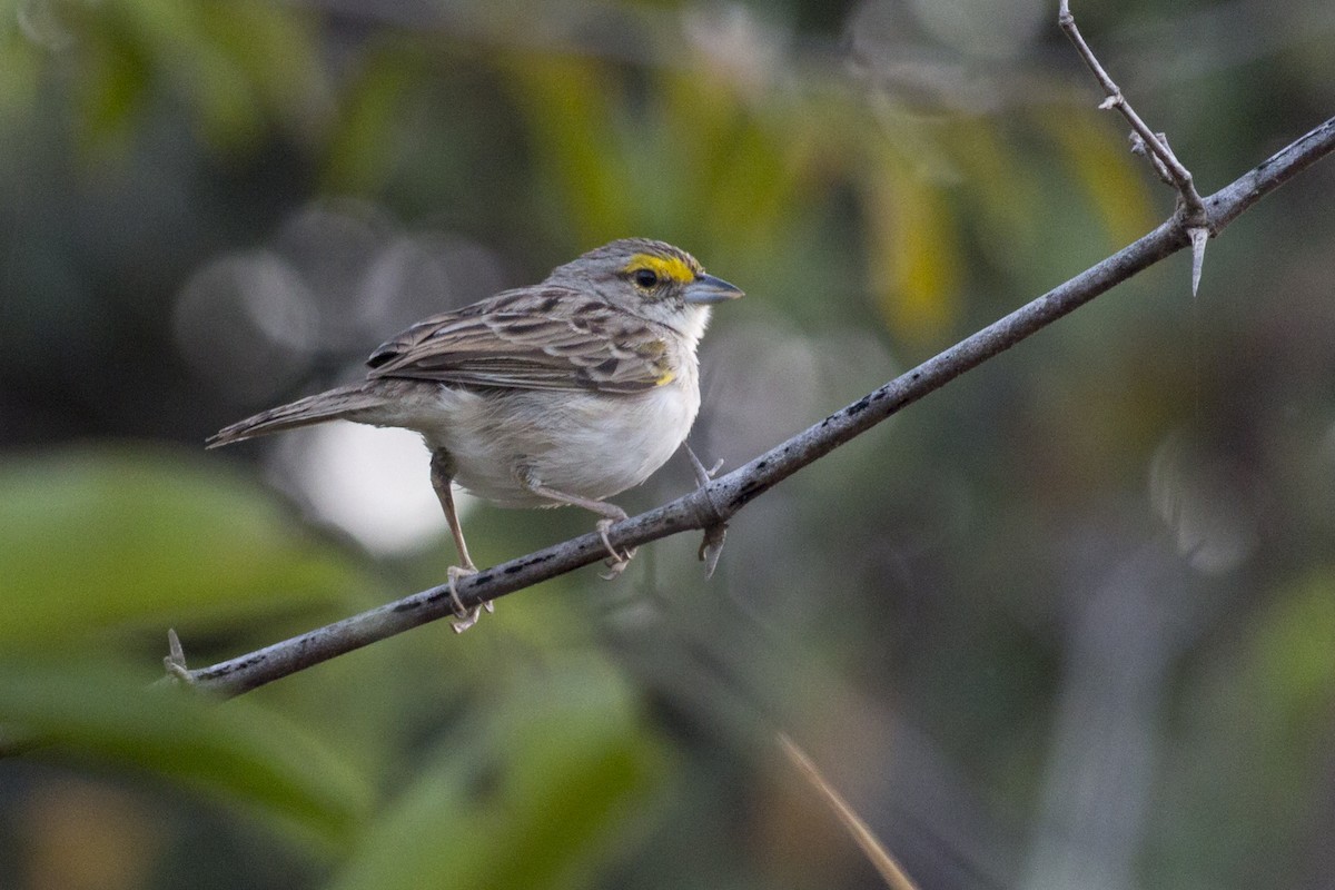 Yellow-browed Sparrow - ML540980731