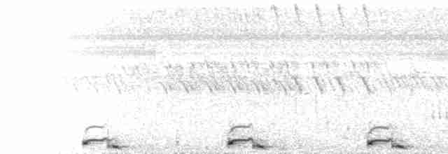  - Greater Painted-Snipe