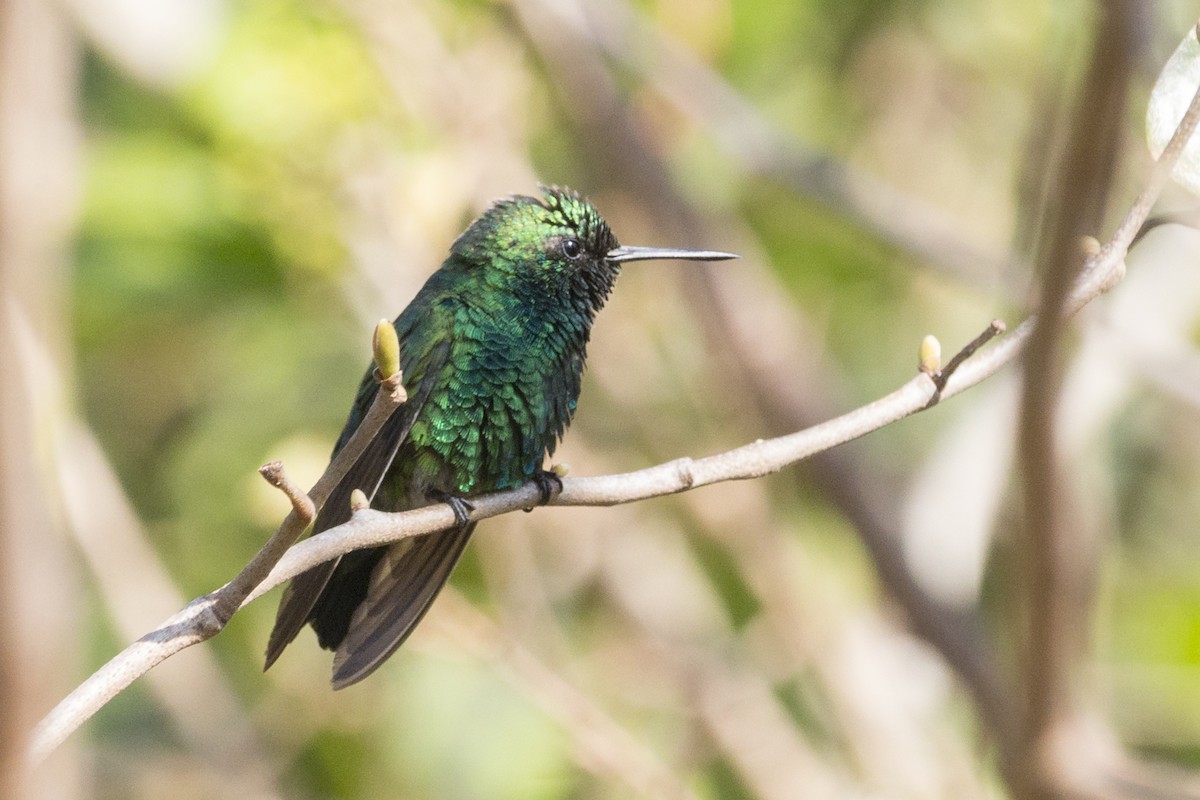 Blue-tailed Emerald - ML540982361