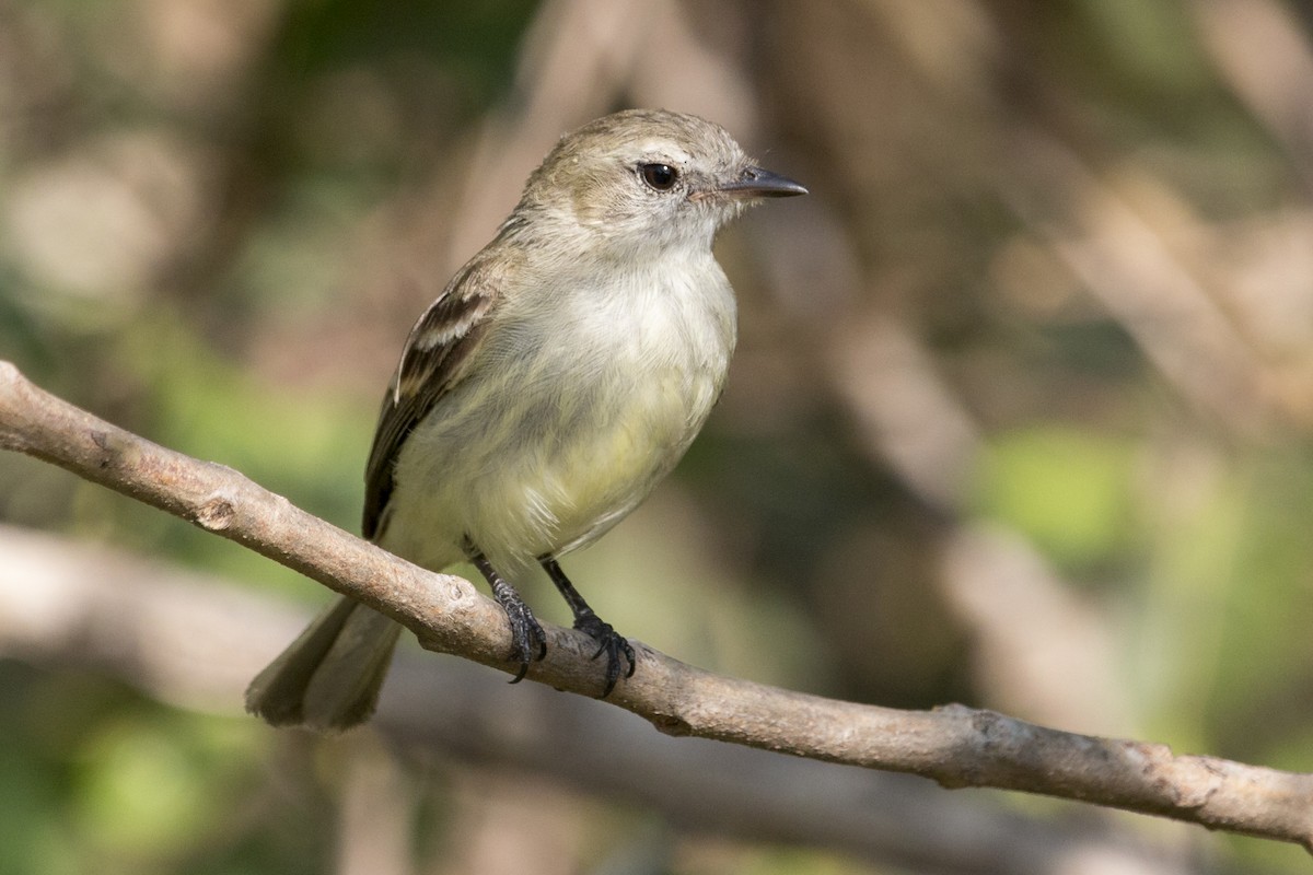 Northern Mouse-colored Tyrannulet - ML540982571