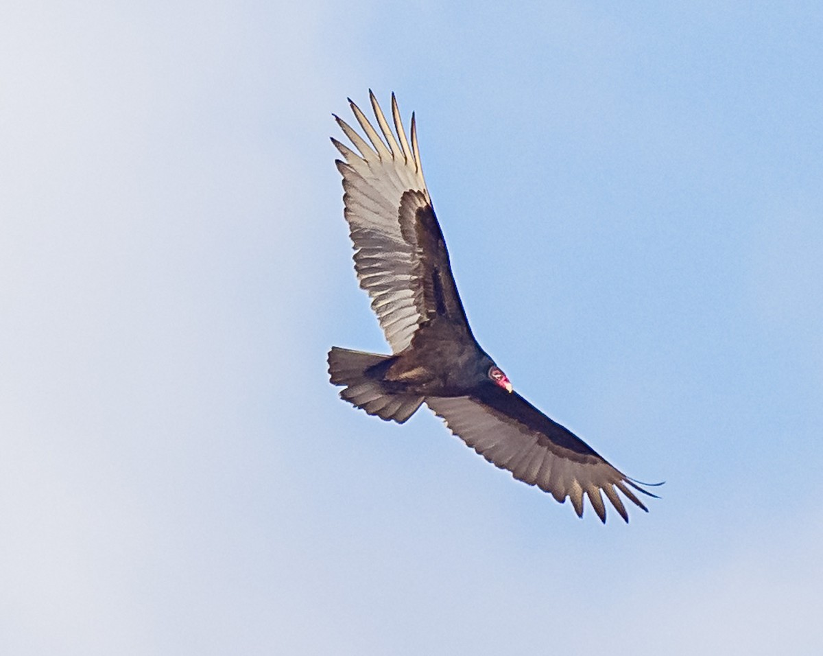 Turkey Vulture - ML540985561