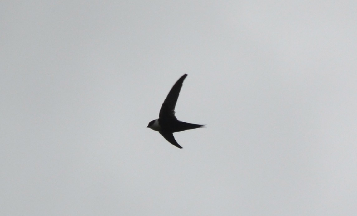 Lesser Swallow-tailed Swift - Anderson Warkentin