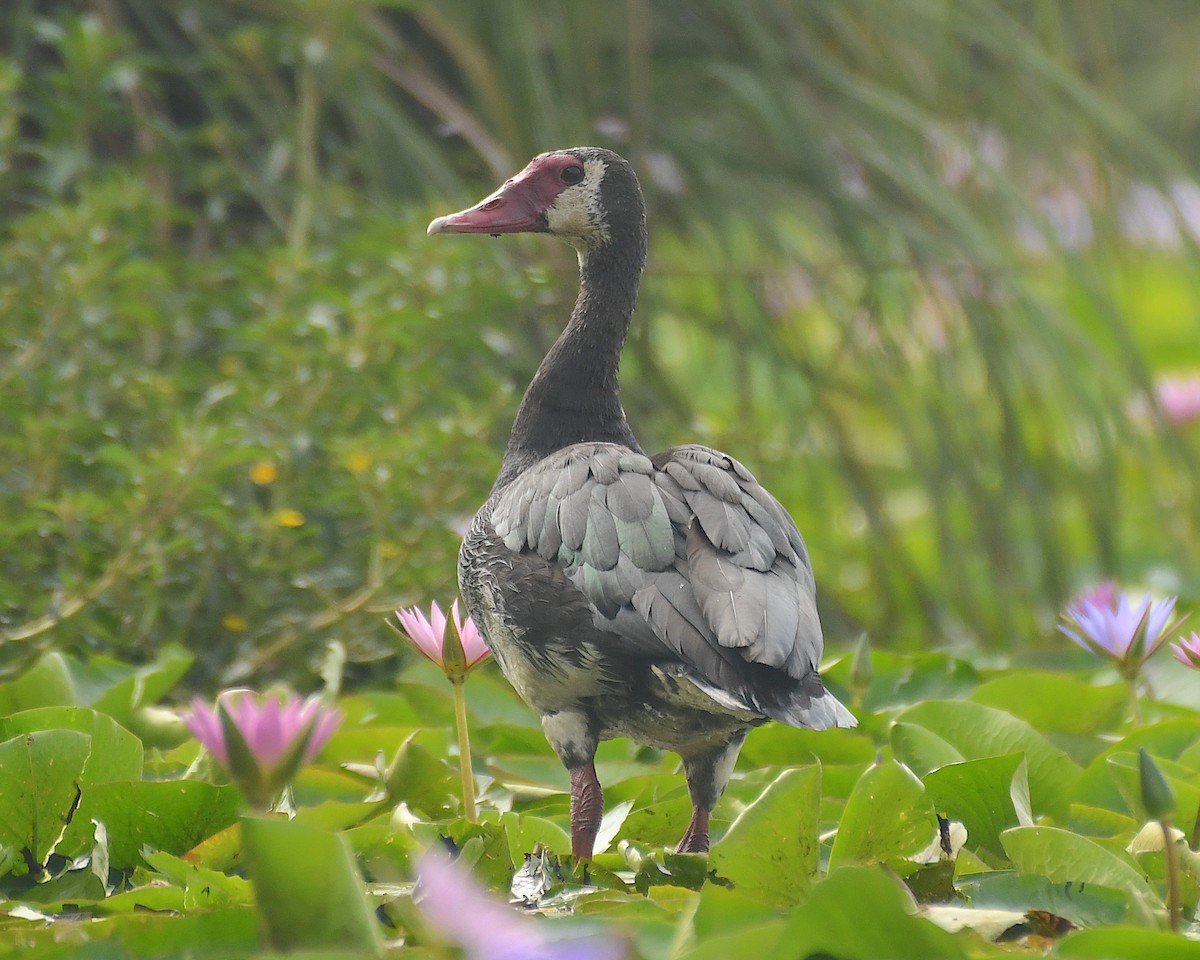 Spur-winged Goose - ML540987451