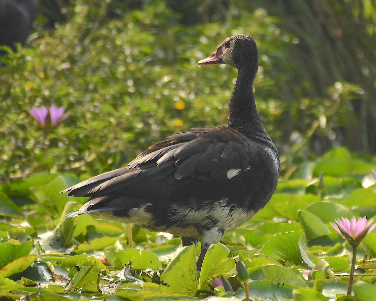 Spur-winged Goose - ML540987901
