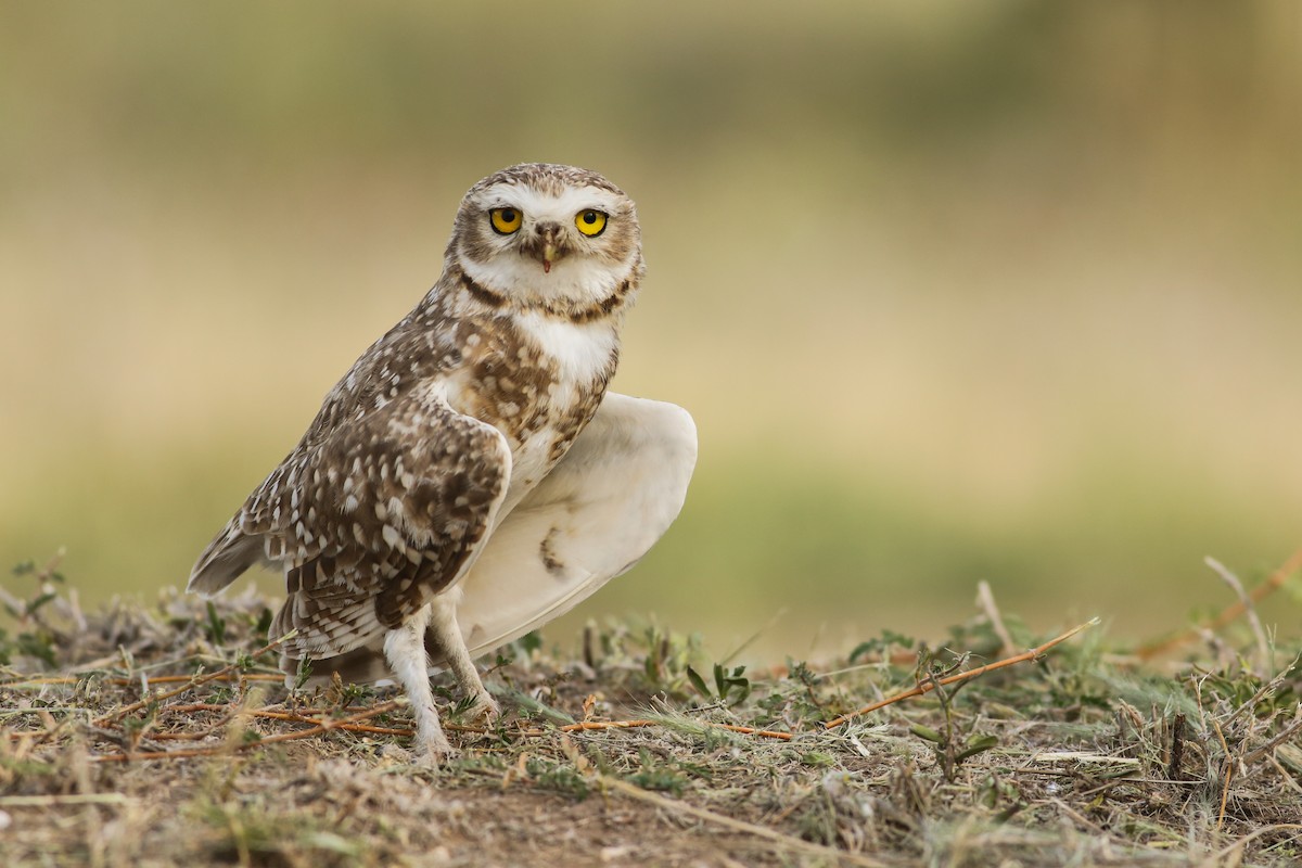 Burrowing Owl (Southern) - Angus Pritchard