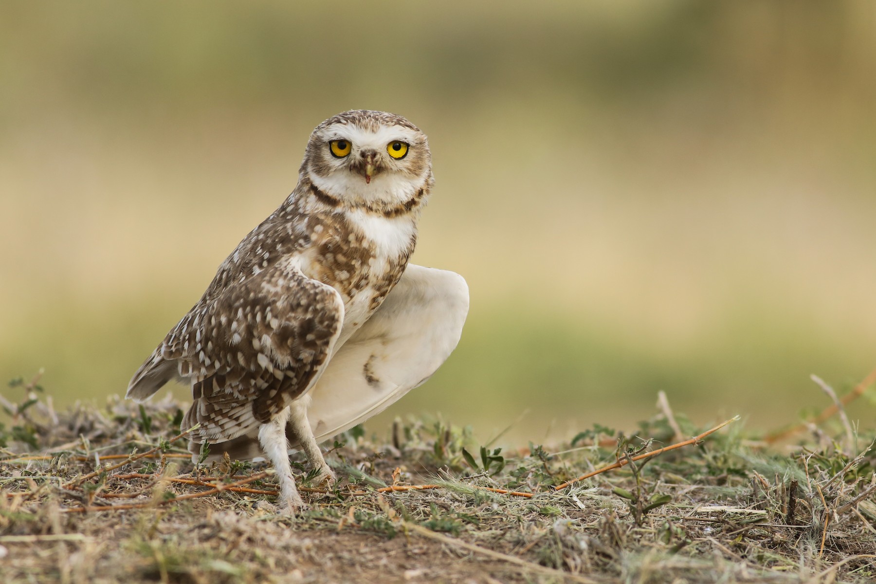 アナホリフクロウ（cunicularia グループ） - eBird