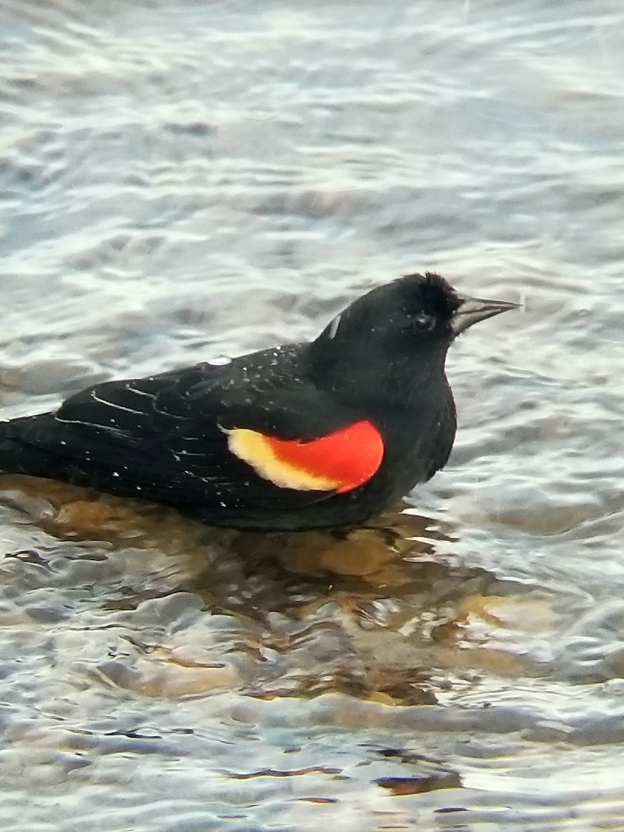 Red-winged Blackbird - ML540992101