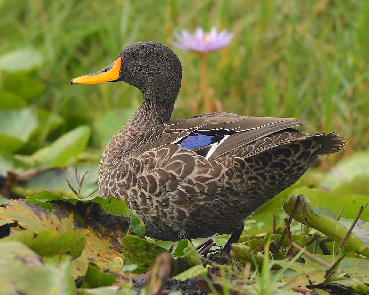 Yellow-billed Duck - Ted Wolff