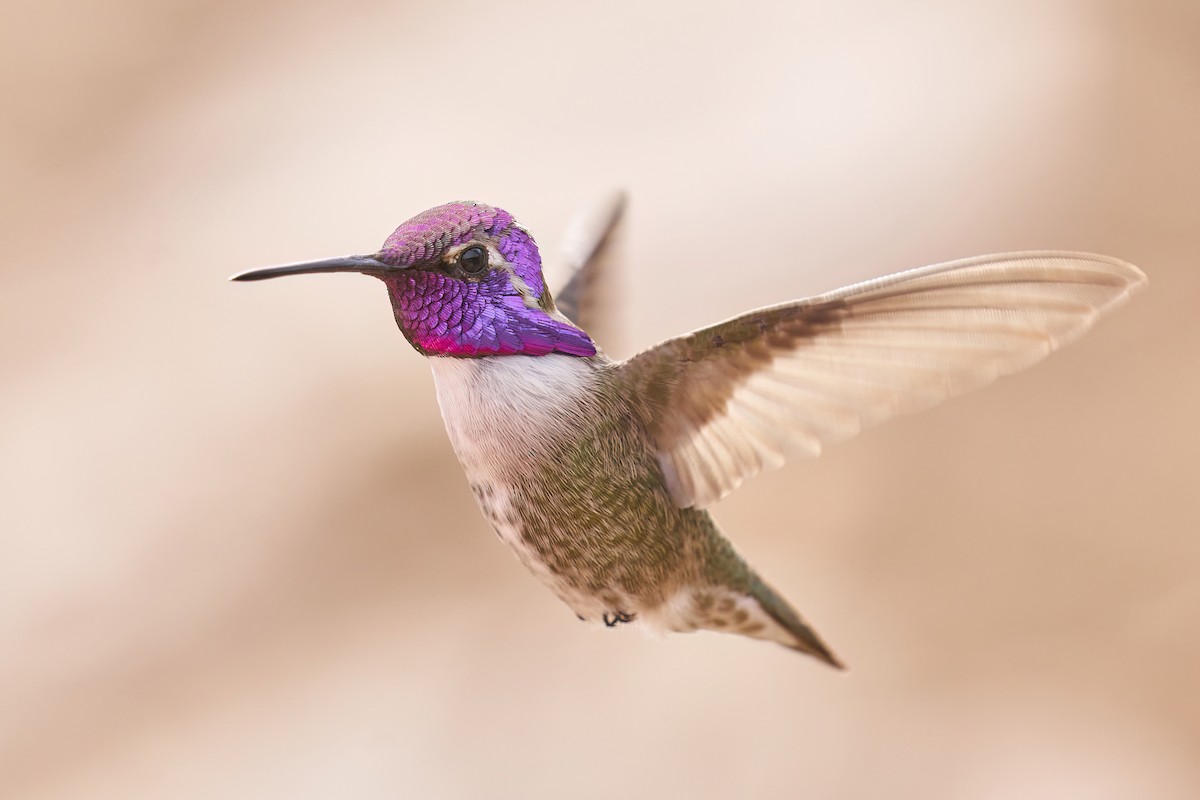 Costa's Hummingbird - ML540993891