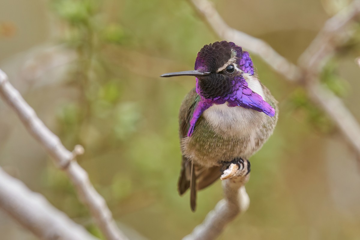 Costa's Hummingbird - Grigory Heaton