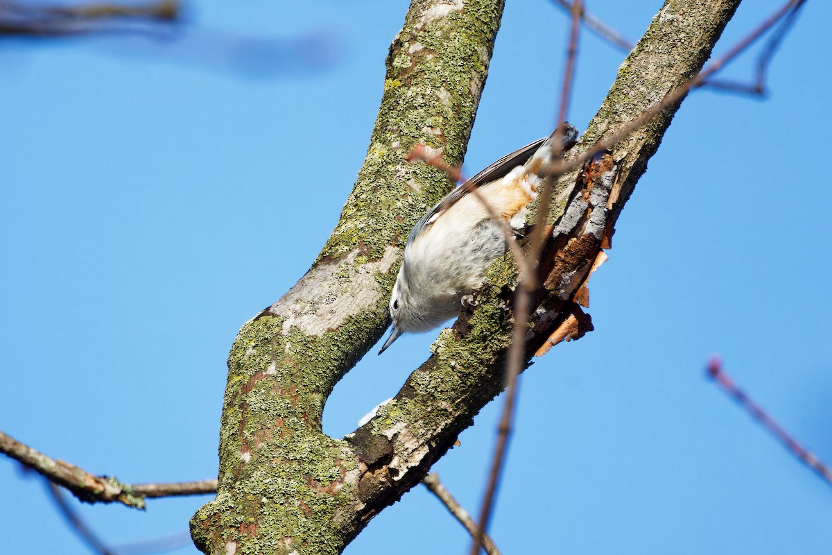 White-breasted Nuthatch - ML540994801