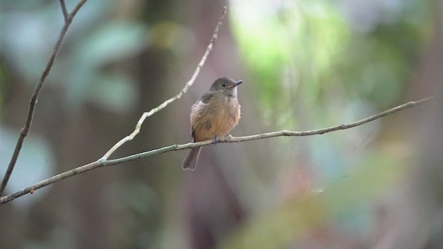  - Ochre-bellied Flycatcher