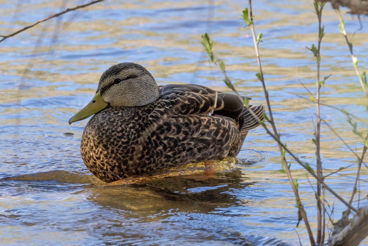 Mexican Duck - ML540998681