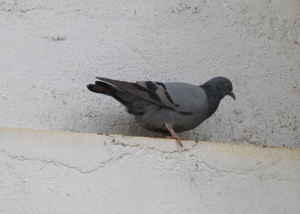 Rock Pigeon (Feral Pigeon) - ML541008771