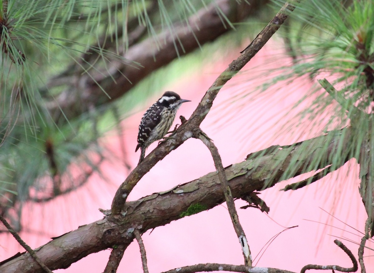 Philippine Pygmy Woodpecker - ML541009881
