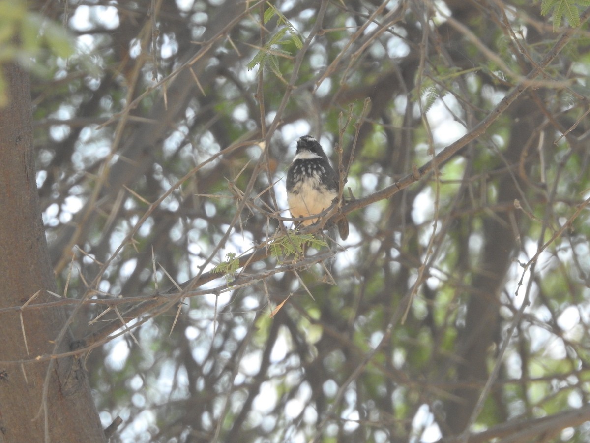 Spot-breasted Fantail - ML541014471