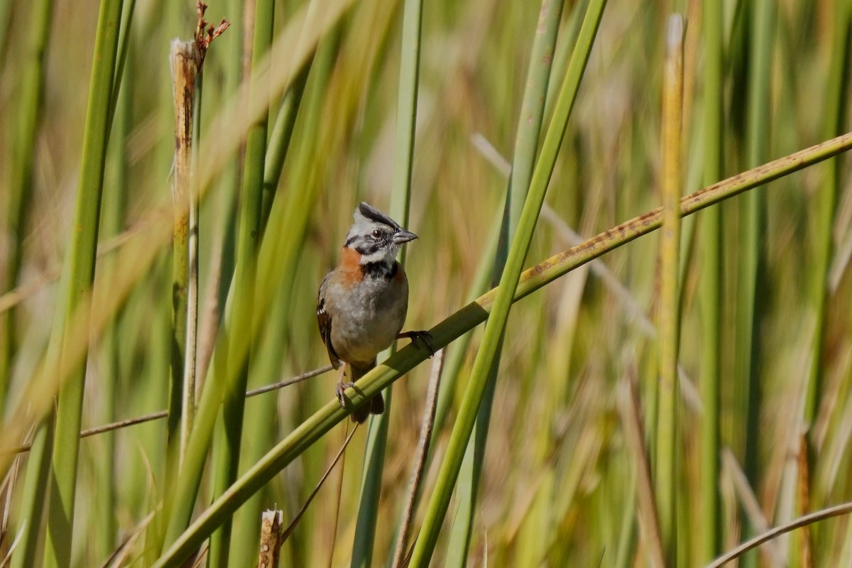 Rufous-collared Sparrow - ML541016461