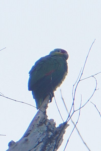 Red-lored Parrot - Jose Robles