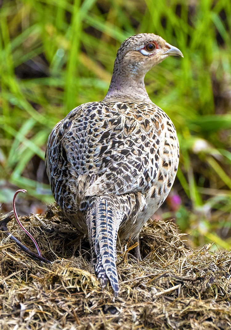 Ring-necked Pheasant - ML541022501