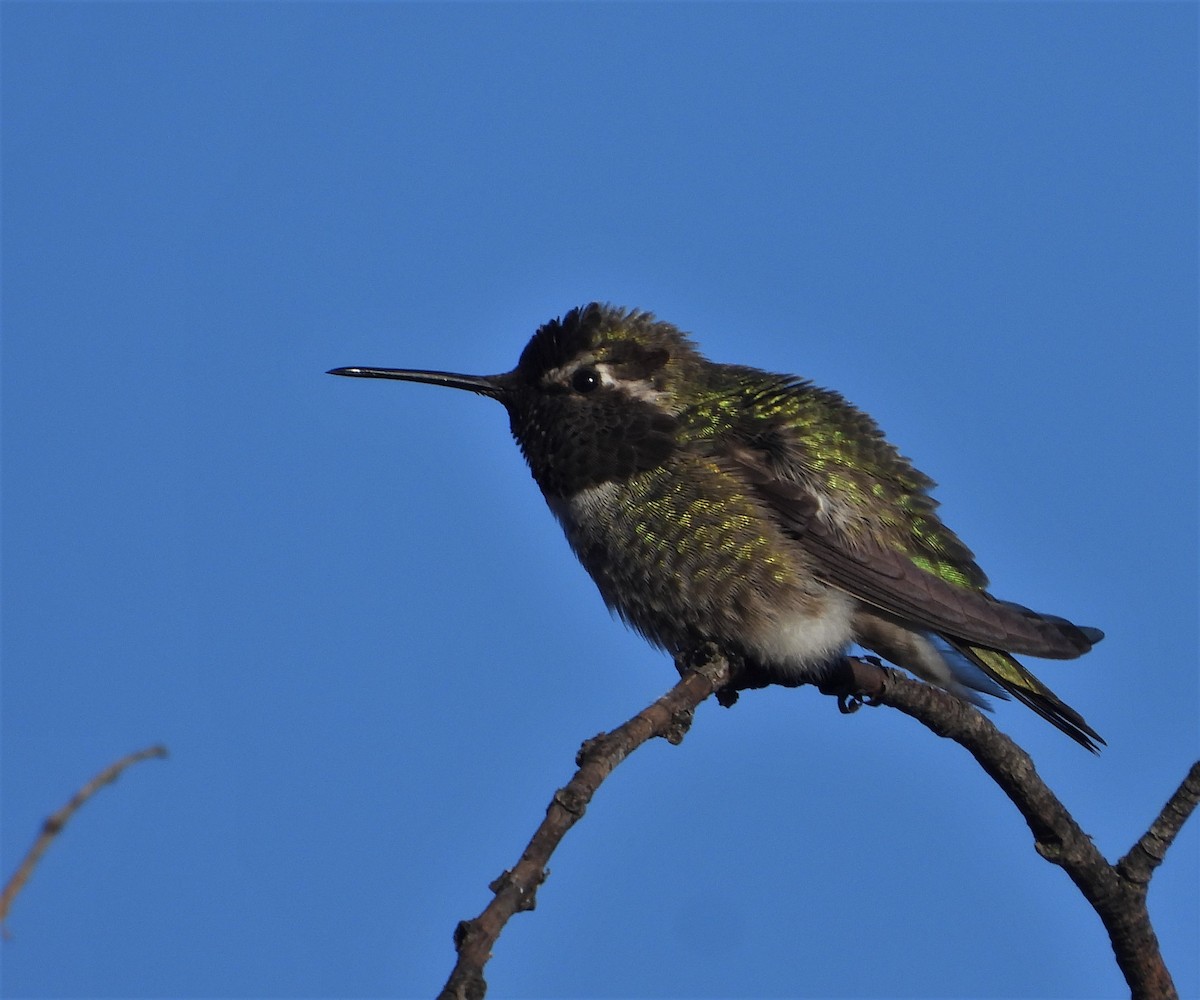 Anna's Hummingbird - ML541023851