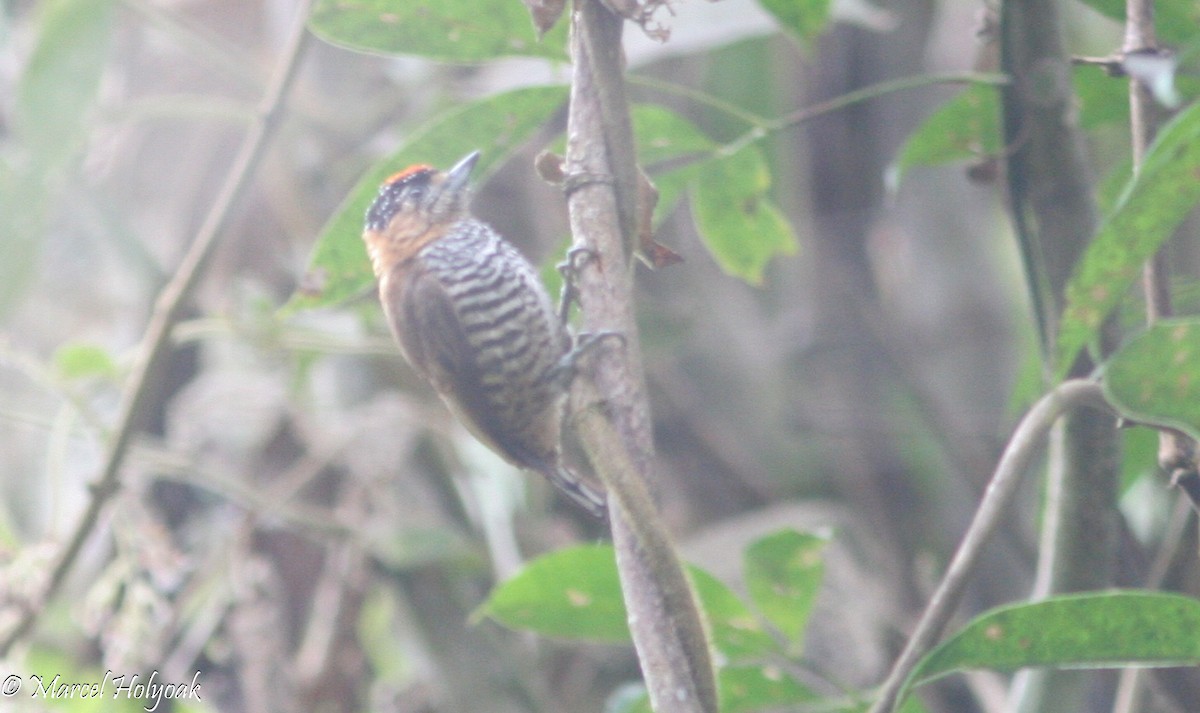 Ochre-collared Piculet - ML541024971